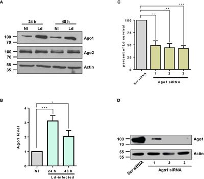 Leishmania infection upregulates and engages host macrophage Argonaute 1, and system-wide proteomics reveals Argonaute 1-dependent host response